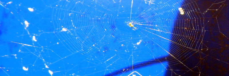 spider web with spider in blue bucket
