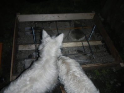 Dogs inspecting the funicular site